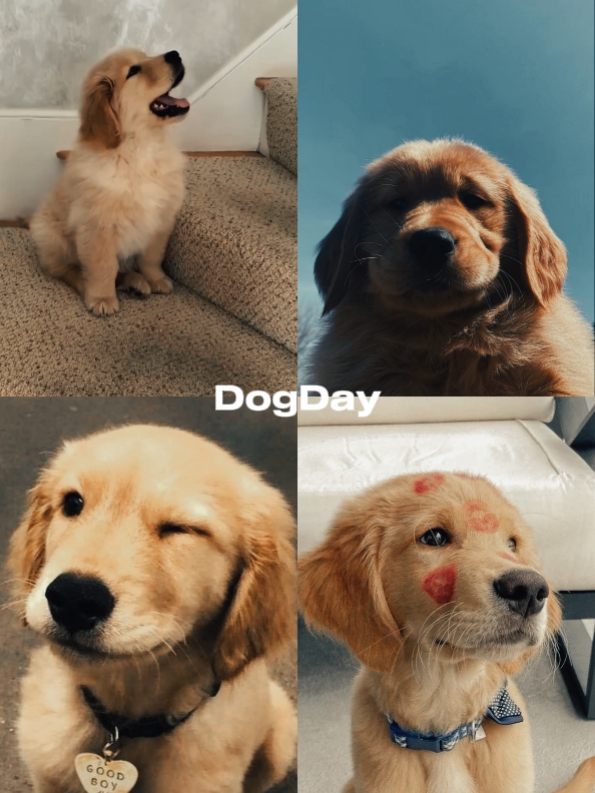 DÍA DEL PERRO
