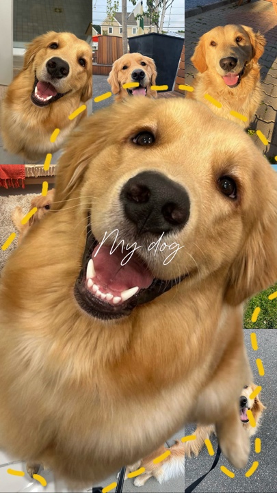 Meilleur ami du chien 