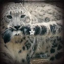 Snow panther edit!