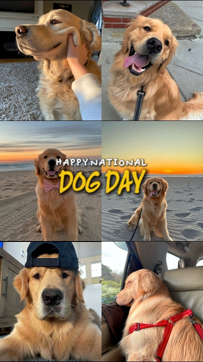 Dia nacional do cão