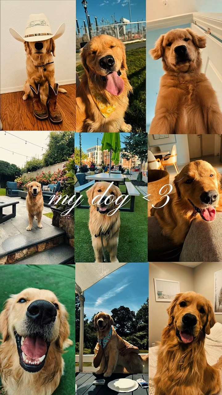 Mein Hund