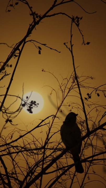 Observación de aves