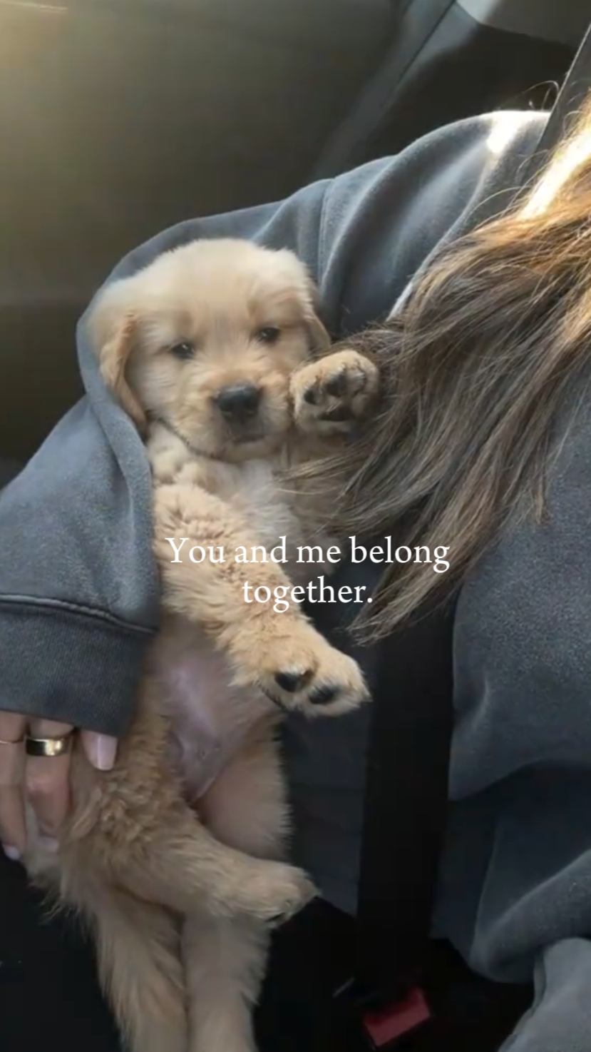 Eres mi perro