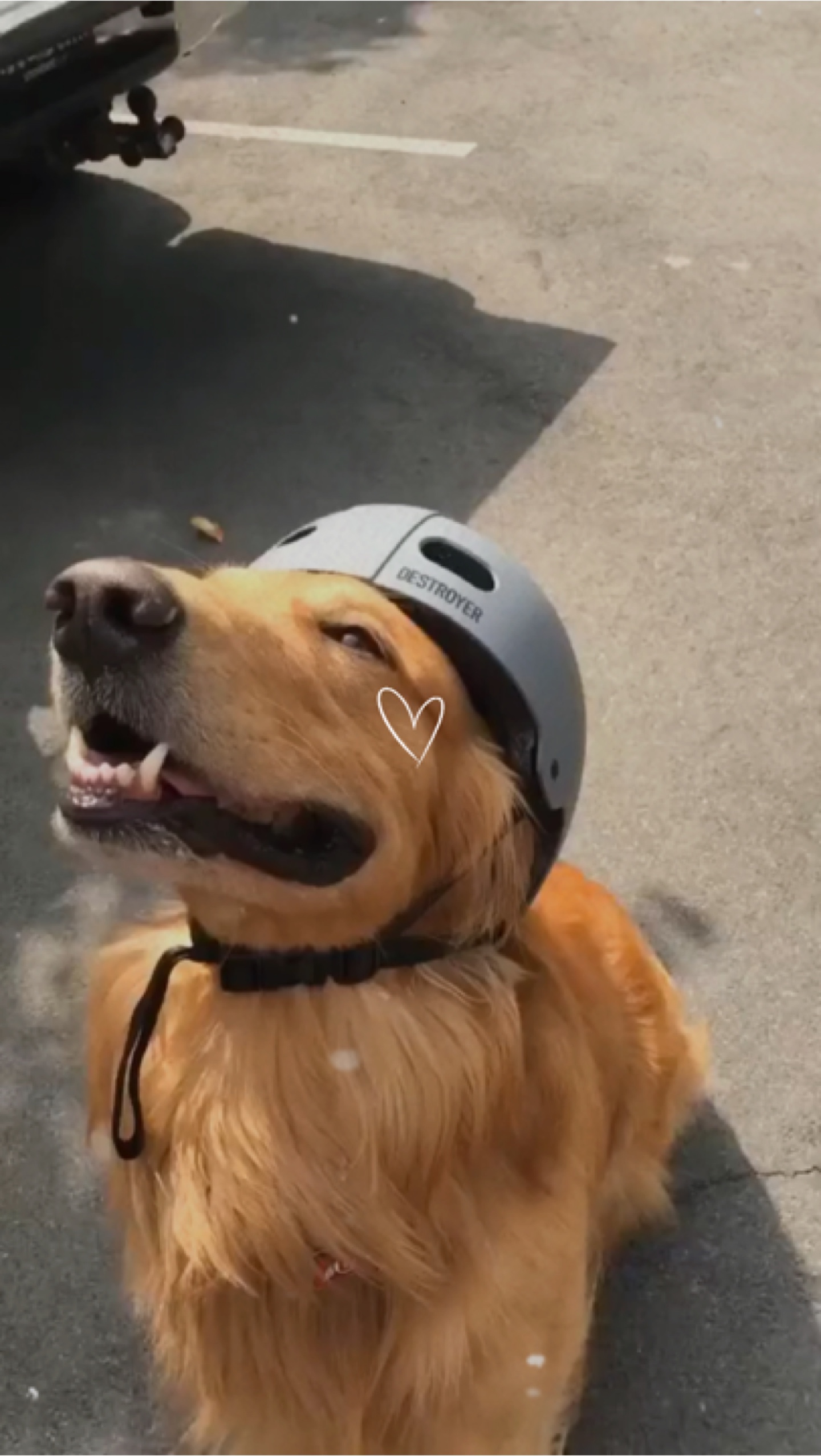 Mi perro