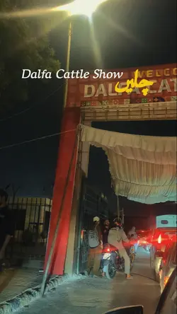 Dafla Cattle 