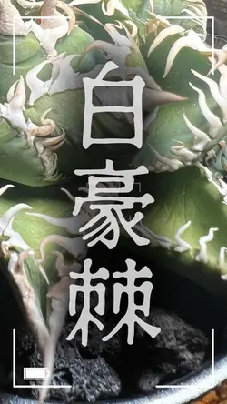無料30秒PR動画