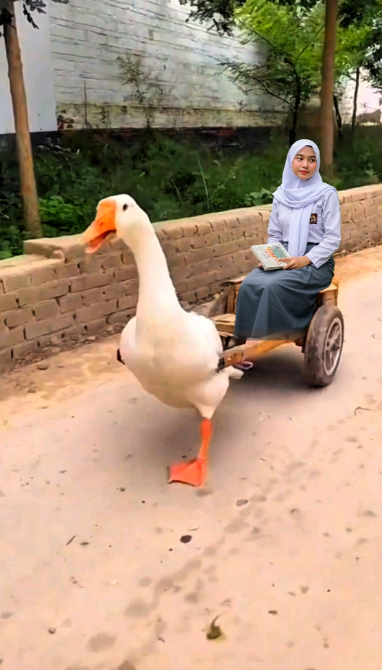 Conducir pato