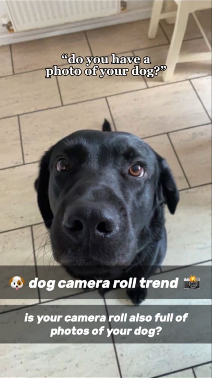 Hundekamera-Rolle 🐶