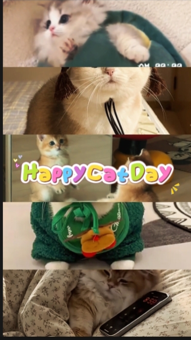 Hari kucing