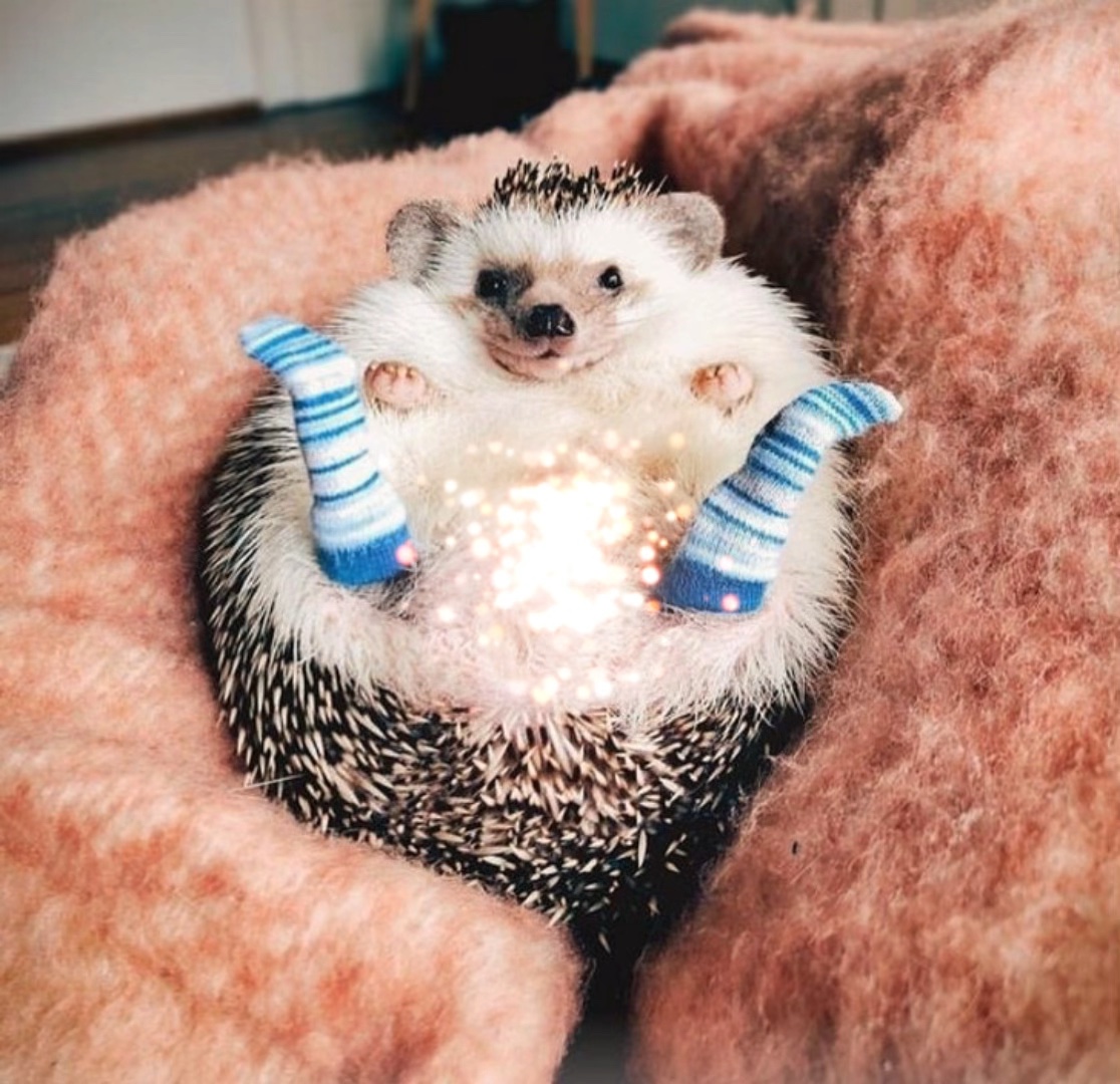 Animales adorables <3