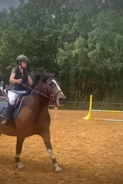 Horse transitions