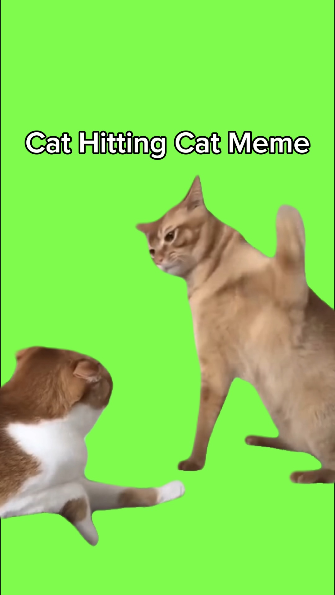 Kucing Memukul Kucing Meme