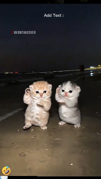 cute cat