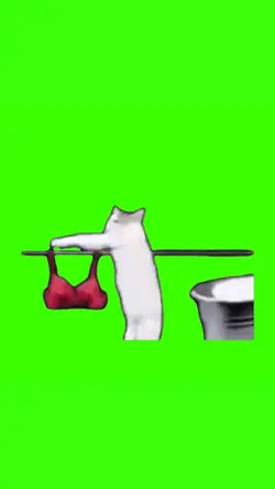 cat washing meme