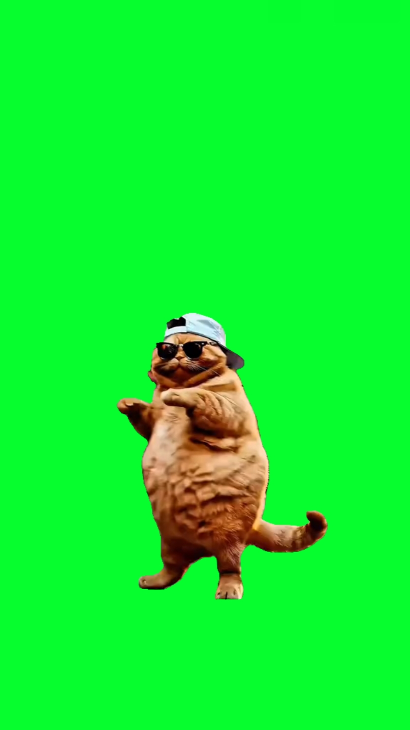 gros chat dansant