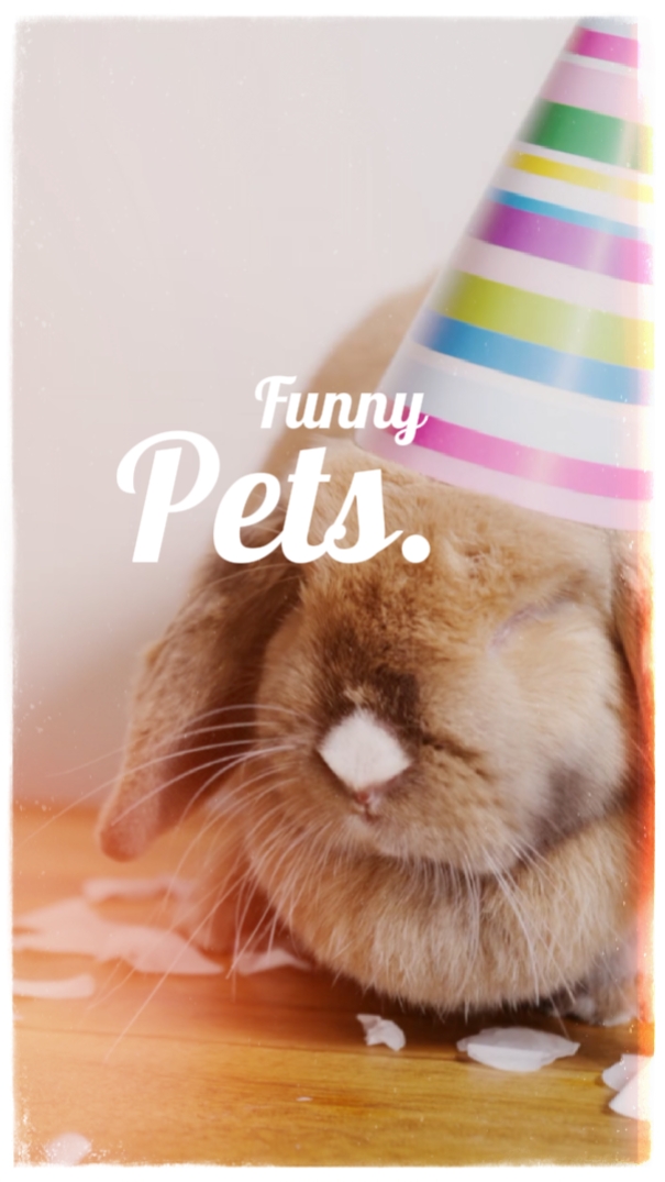 Funny Pets