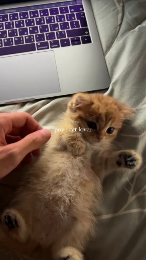 amant de chat pov 