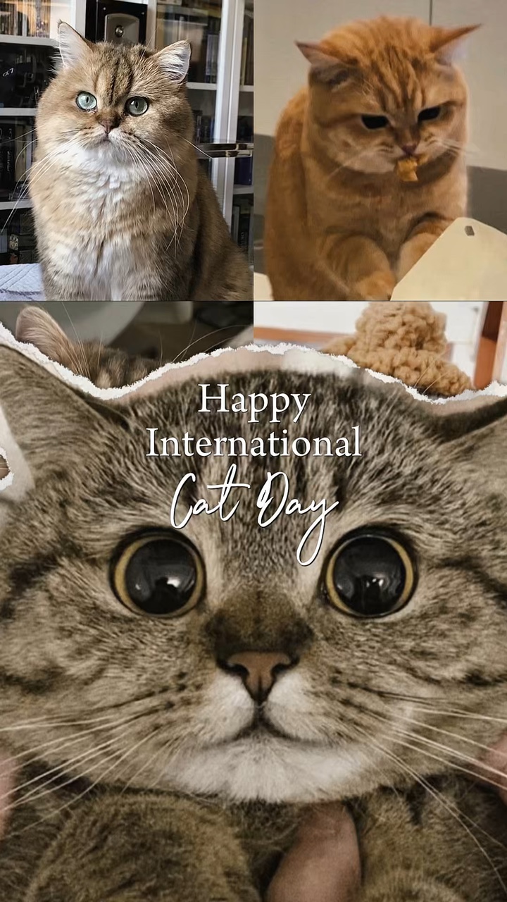 Uluslararası Kedi