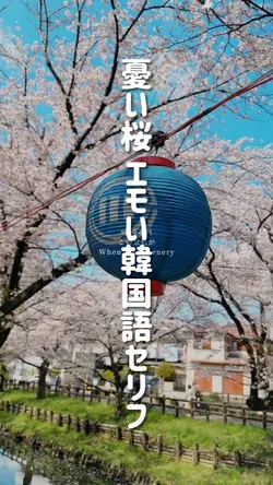 憂い桜 エモい韓国語セリフ