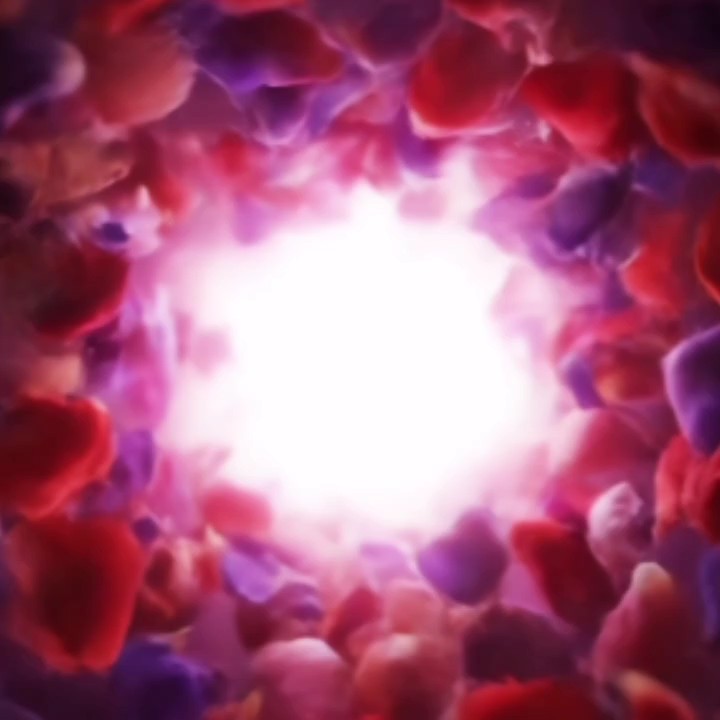 NOVA CRIADORA