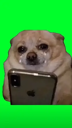 dog chorando