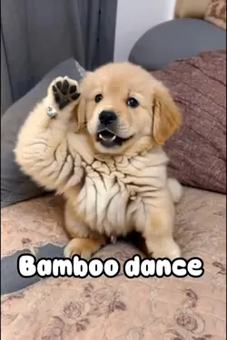 Funny Bamboo dance 