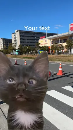 #funnycatvoice