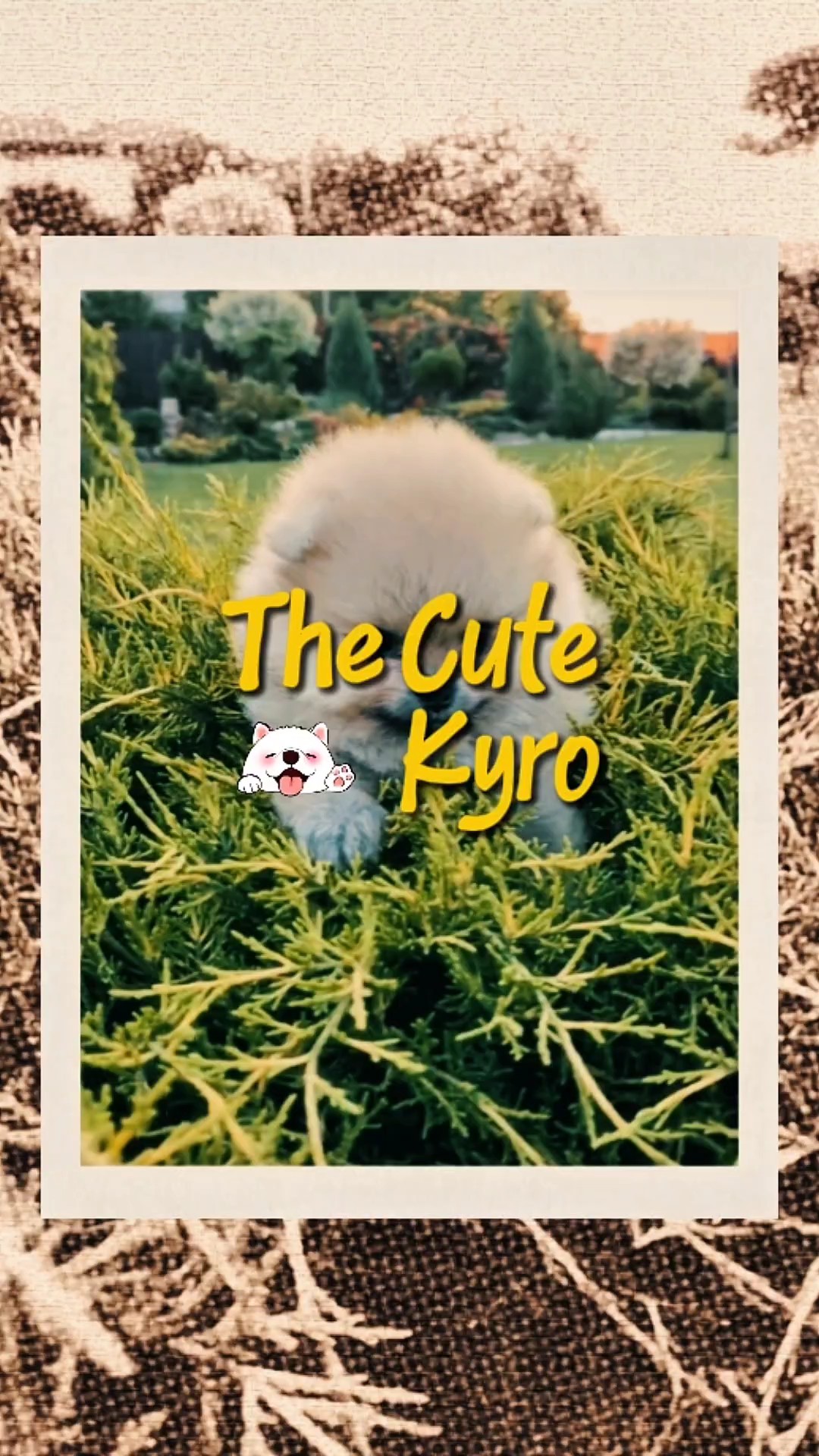 Cute Kyro
