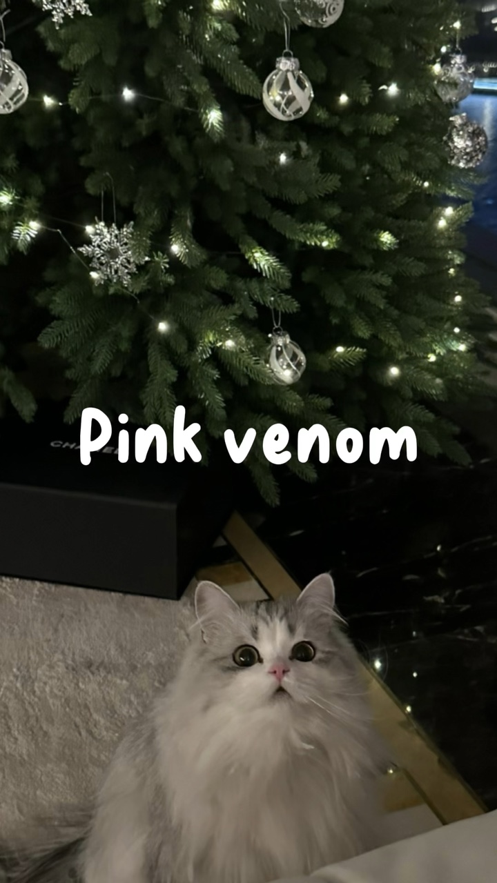 《 Veneno Rosa 》