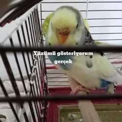 gerçek