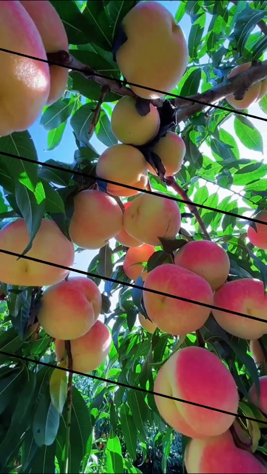 Fruits frais 