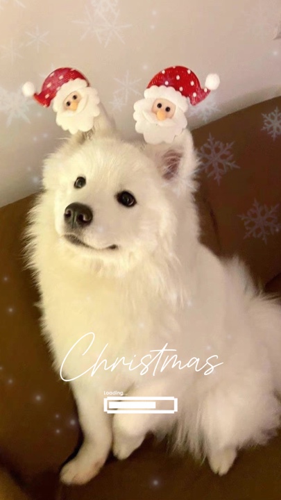 Noel evcil hayvanı