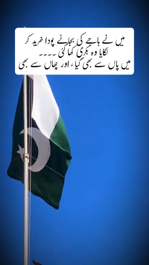 Happy Independence D