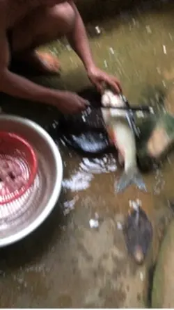 Gỏi cá