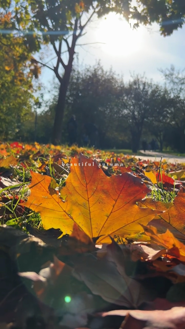 beautiful autumn