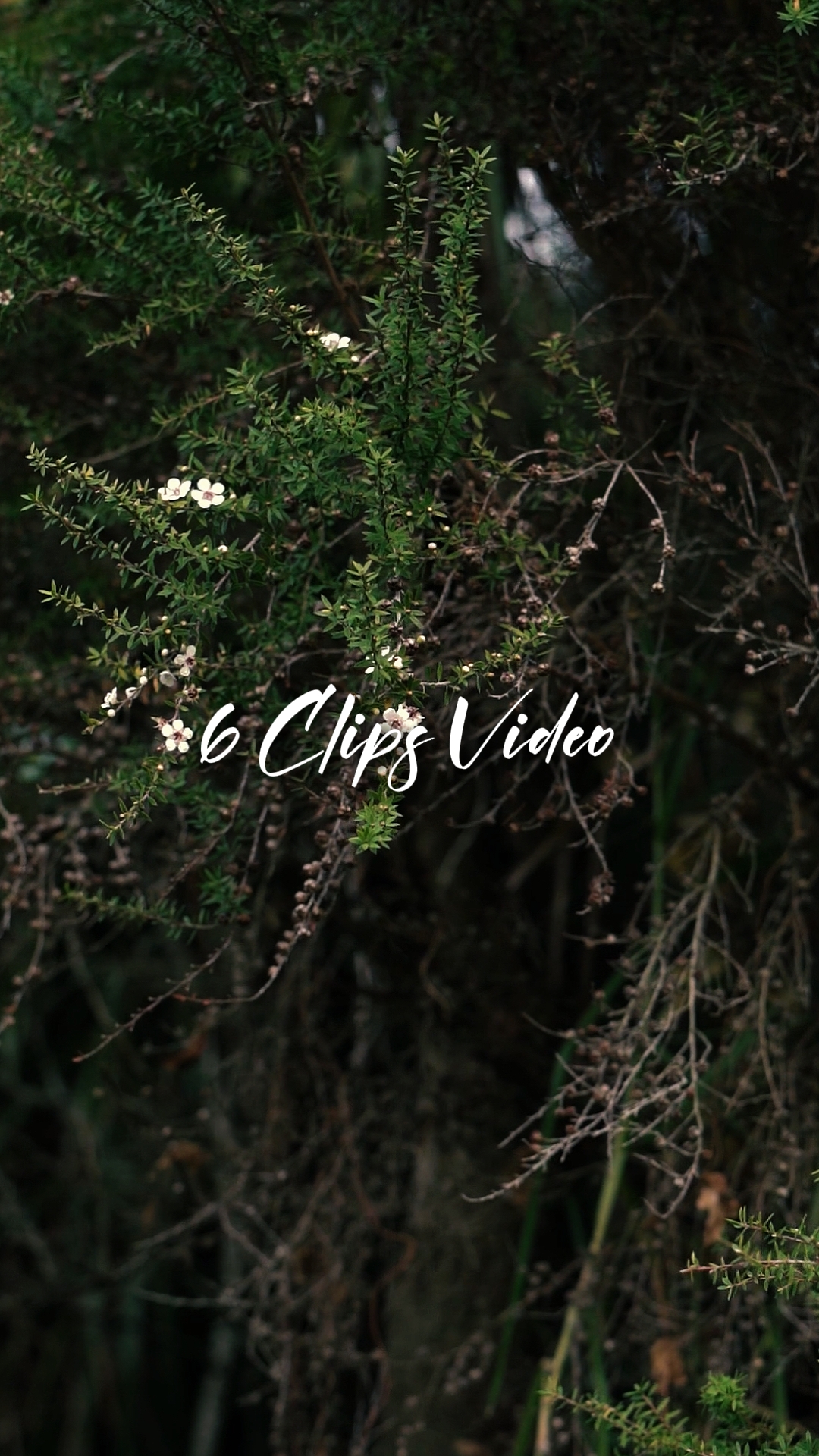 6 Video Cinematic