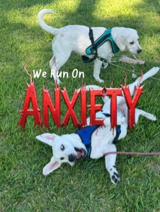 Funny Pet