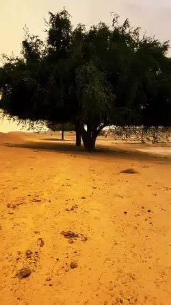 سرائیکی پردیس 