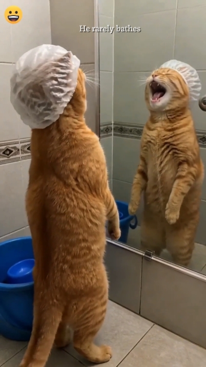 Funny Cat Edit Text 