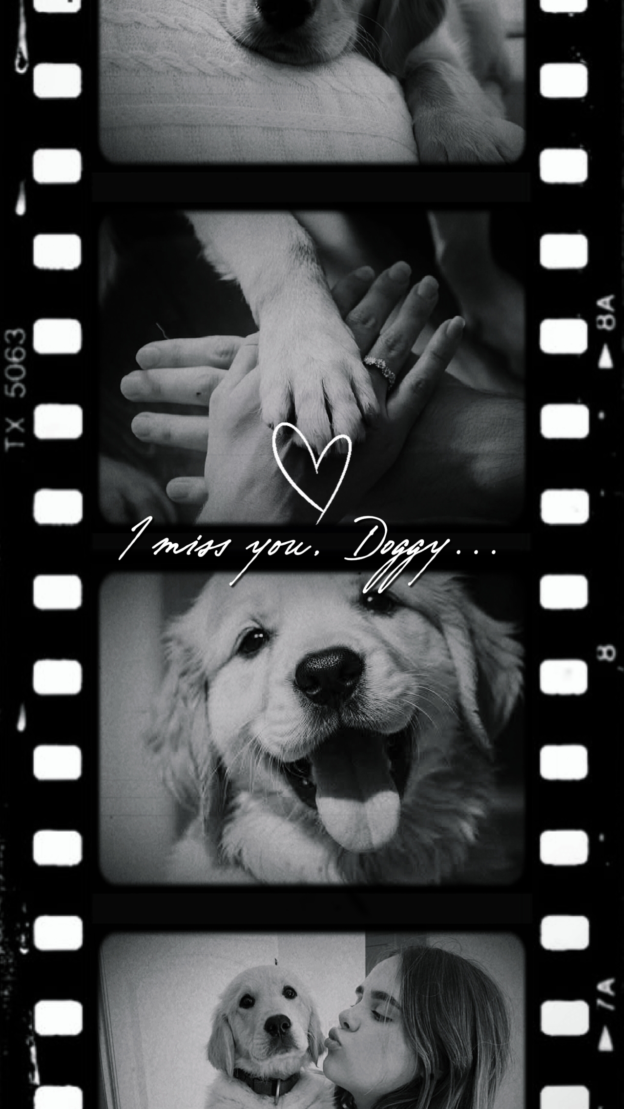 Tu me manques, chien