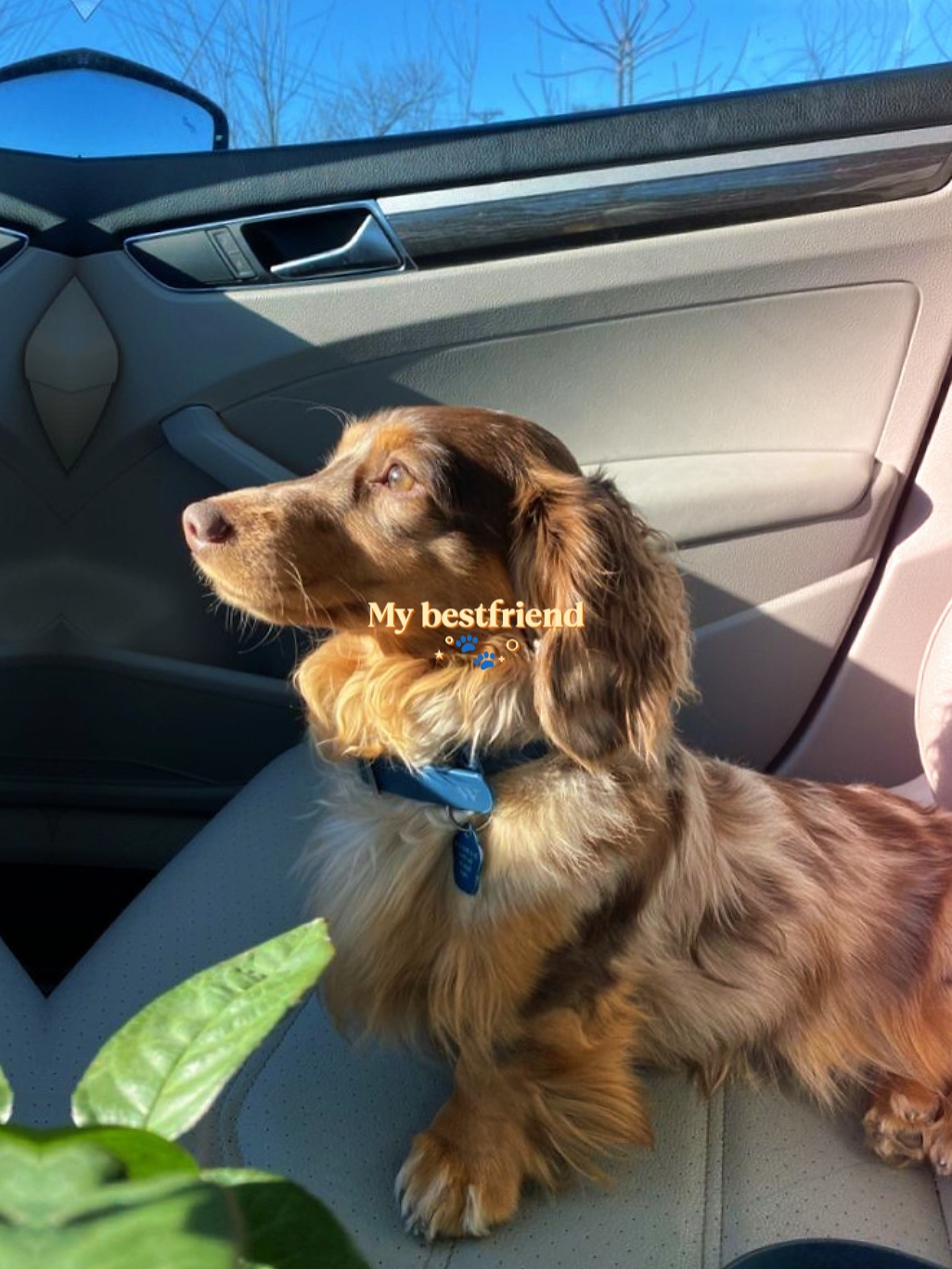 LongHaired Dachshund