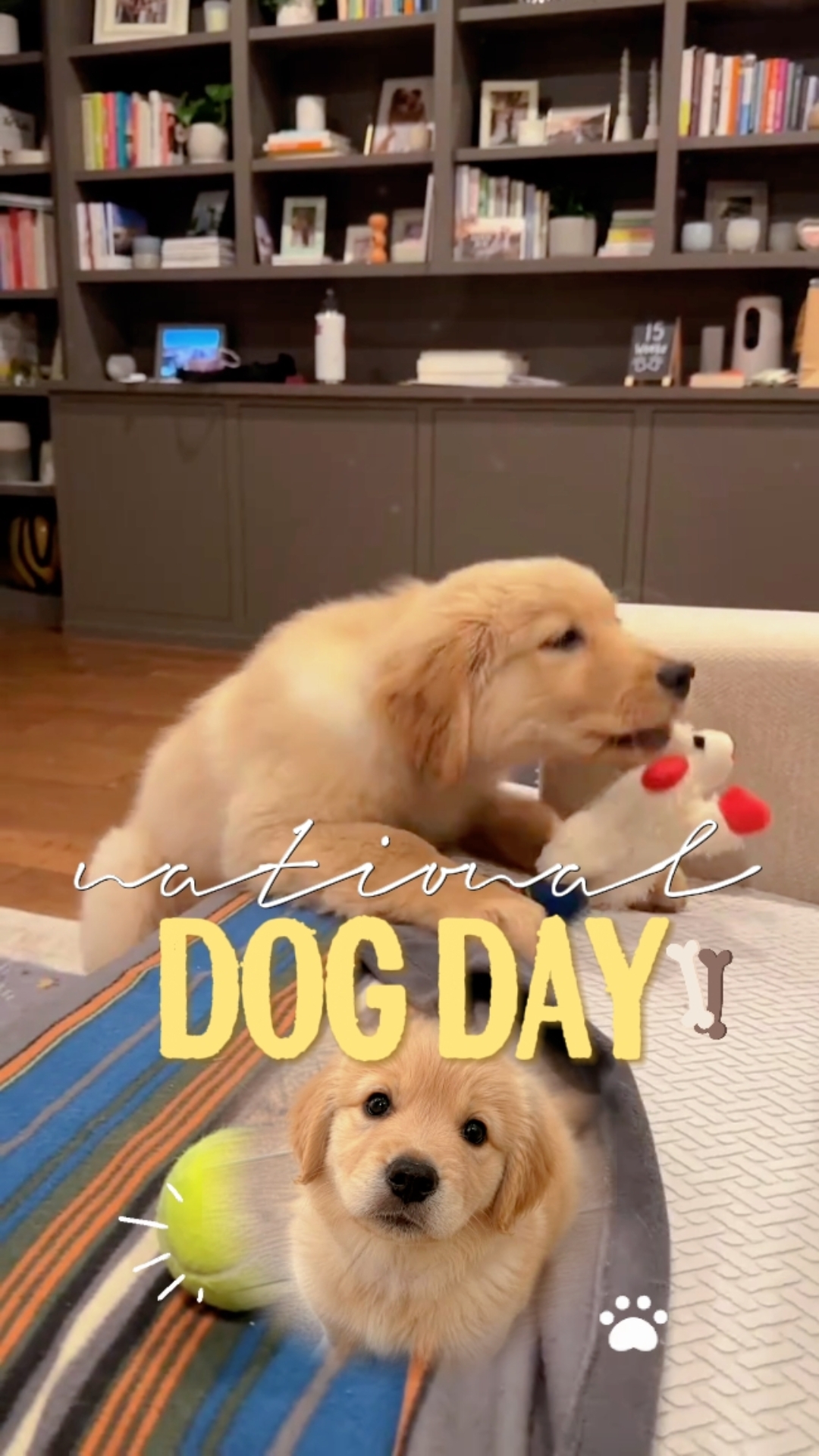 national dogday