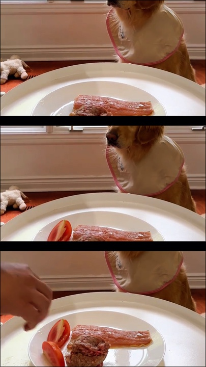 Perrito sentado