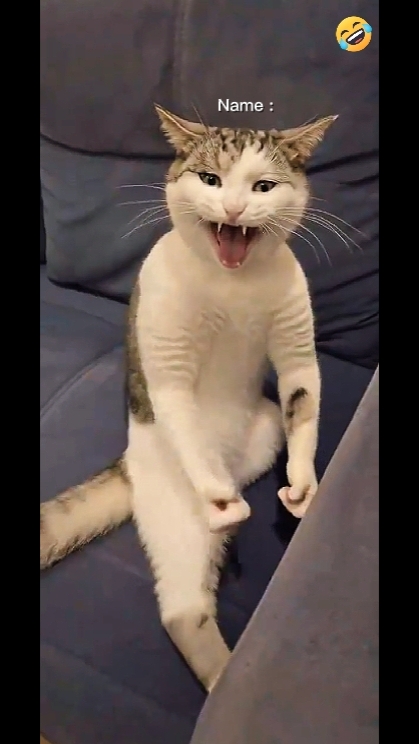 Bruce Lee Gato... 