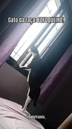 gatos