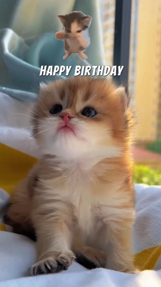 Gatito de cumpleaños