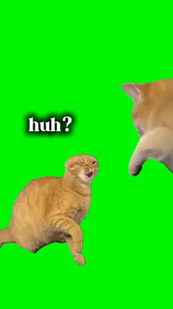 Huh Huh Huh Cat