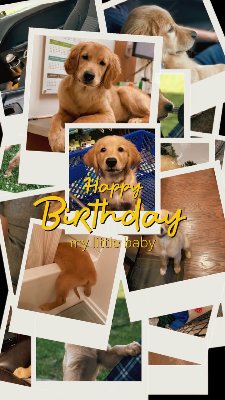 Cumpleaños de perro 🫶