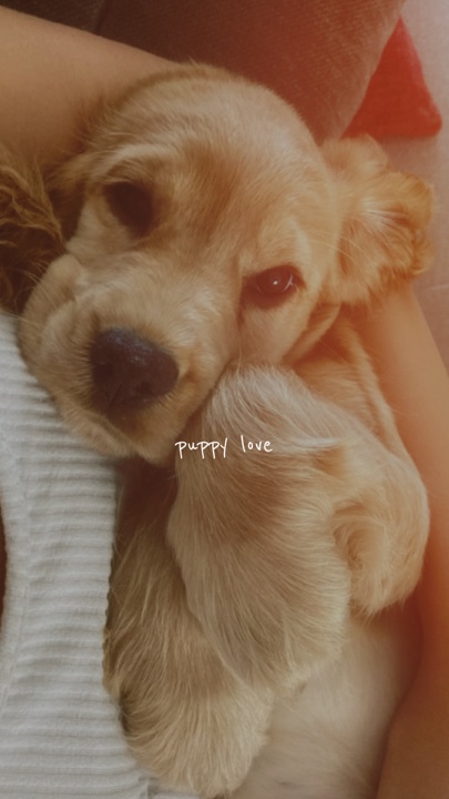 Amor de cachorro