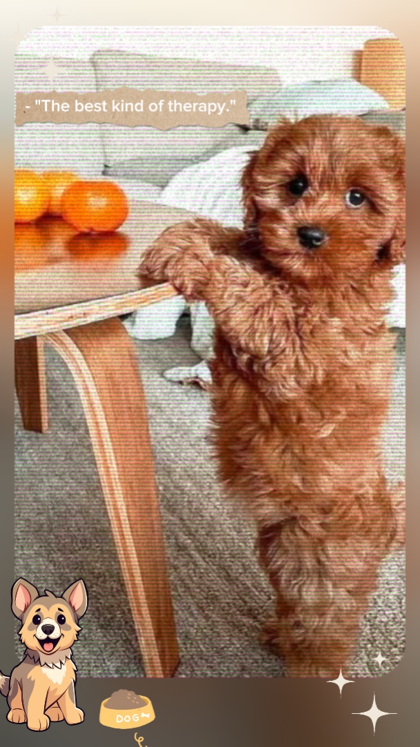PoodleLove